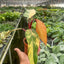 Philodendron 'Strawberry Shake'