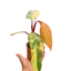 Philodendron 'Strawberry Shake'