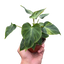 Philodendron 'Verrucosum'