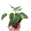 Philodendron 'Verrucosum'