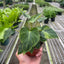 Philodendron 'Verrucosum'