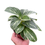 Philodendron White Measure