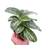 Philodendron White Measure