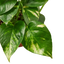 Golden Pothos | Trailing, Easy-Care Hanging Vine