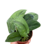 Pothos Jade Satin