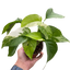 Pothos 'Albo Variegata'
