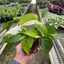 Pothos 'Albo Variegata'