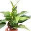 Pothos Skeleton Key