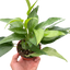 Pothos Skeleton Key