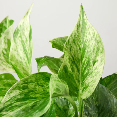 Marble Queen Pothos | White Variegated Vine