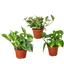 3 Pothos Variety Pack / 4" Pot / Live Plant / Home and Garden Plants