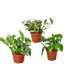 3 Pothos Variety Pack / 4" Pot / Live Plant / Home and Garden Plants