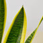 Snake Plant ‘Laurentii’ | Bold, Air-Purifying Foliage