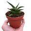 Snake 'Lavranos'