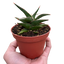 Snake 'Lavranos'