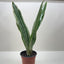 Snake Plant 'Sayuri'