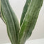Snake Plant 'Sayuri'