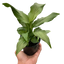 Spathiphyllum 'Platinum Mist'