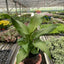Spathiphyllum 'Platinum Mist'