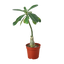 Succulent Adenium Obesum 'Desert Rose'