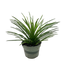 Succulent Agave Twin Flower