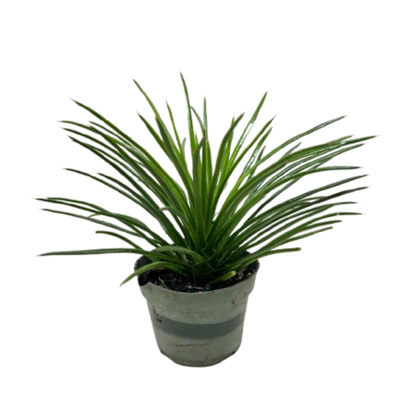 Succulent Agave Twin Flower