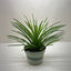Succulent Agave Twin Flower