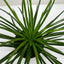 Succulent Agave Twin Flower