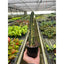 Variegated Blue Candle Cactus