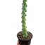 Boobie Cactus