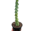 Boobie Cactus