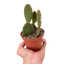 Opuntia 'Microdasys' (Bunny Ear Cactus)