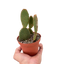 Opuntia 'Microdasys' (Bunny Ear Cactus)