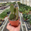 Opuntia 'Microdasys' (Bunny Ear Cactus)