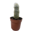 Succulent Cactus Old Man