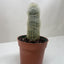 Succulent Cactus Old Man
