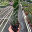 Cereus forbesii 'Spiralis'