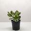 Succulent Crassula Jade Variegated