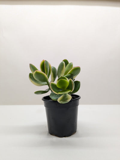 Succulent Crassula Jade Variegated