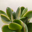 Succulent Crassula Jade Variegated