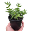 Delosperma echinatum 'Pickle Plant'