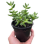 Delosperma echinatum 'Pickle Plant'
