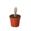 Succulent Euphorbia 'Dragon Bone'
