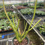 EUPHORBIA 'PENCIL CACTUS'