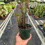 Succulent Euphorbia 'Trigona Rubra'
