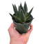 Gasteria ‘Durban’ | Unique, Low Maintenance Accent