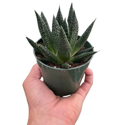 Gasteria ‘Durban’ | Unique, Low Maintenance Accent