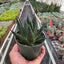 Gasteria ‘Durban’ | Unique, Low Maintenance Accent