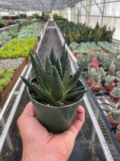 Gasteria ‘Durban’ | Unique, Low Maintenance Accent