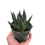 Gasteria ‘Durban’ | Unique, Low Maintenance Accent